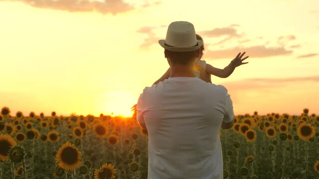 Farmer's dad plays with child in a sunflower field in sun. Happy family, dads are circling in the hands of little happy daughter on field of sunflowers. A healthy family travels outdoors in summer.
