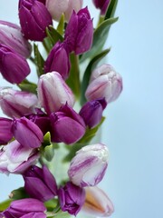 bouquet of pink and purple tulips