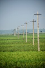 Fototapeta na wymiar Paddy field or rice field in the sunny day along with electric utility pole and street in front of village