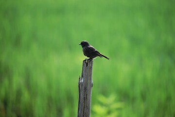 Singing bird on a wooden stick against the morning sun near paddy fields in india