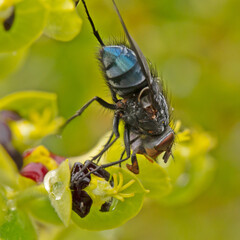 mouche sur une fleur en gros plan
