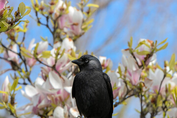 Close Up Of A Western Jackdaw In A Tree