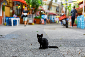 A small lonely black kitten sits in the middle of the street. Homeless animals on the city streets © Kate
