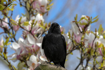 Close Up Of A Western Jackdaw In A Tree