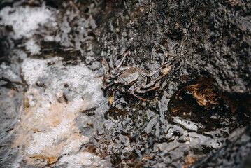 Sally Lightfoot crab at the volcanic coastline of Tenerife