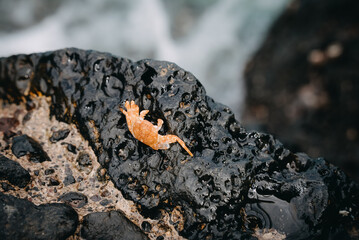 Sally Lightfoot crab at the volcanic coastline of Tenerife