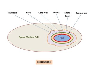 DIAGRAM SHOWING PARTS OF BACTERIAL ENDOSPORE - obrazy, fototapety, plakaty