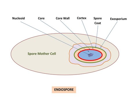 DIAGRAM SHOWING PARTS OF BACTERIAL ENDOSPORE