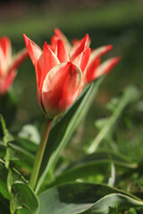 Greig's tulip in white and red colors