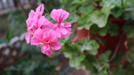 Colorful bougainvillea flower isolated on natural green background