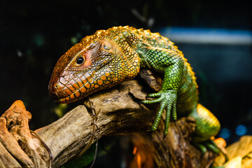 lizard