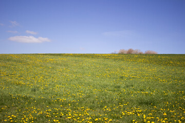 Fr&uuml;hlingswise mit Horizont
