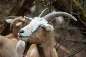 Ziege im Portr&auml;t