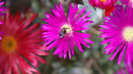Obraz premium Fuschia and Purple Dewplant (Disphyma crassifolium) flowers at the botanical garden. Pink and purple Background of Lampranthus (Dewplant) flowers in Turkey
