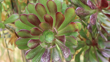 Fresh green leaf close-up waiting for autumn at natural background. Close-up view of green leaves