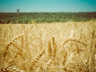 Summer landscape with wheat field and a vineyard ready for harvest. Retro look.