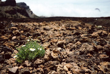 scenic photo in national park at Teide volcano in Tenerife, Spain Europe