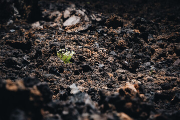 scenic photo in national park at Teide volcano in Tenerife, Spain Europe