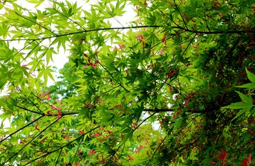 癒しの新緑　モミジの花　風景