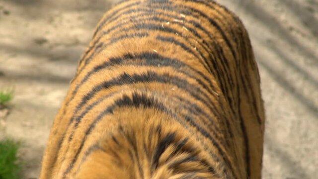 Siberian tiger walking, view from above, slow motion
