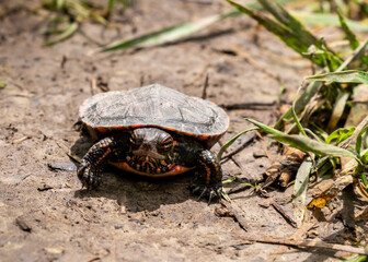 Painted turtle - Chrysemys picta - walking on dirt ground beside grass in St. Thomas, Ontario, Canada.