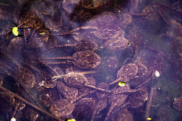 Group of frog tadpoles in a murky vernal pool in St. Thomas, Ontario, Canada. - obrazy, fototapety, plakaty