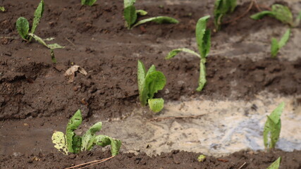 Fresh green leaf close-up waiting for autumn at natural background. Close-up view of green leaves