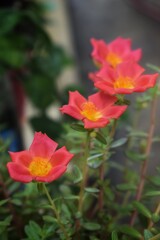 Salmon color Portulaca grandiflora flower. Common names this flower: eleven o'clock, Mexican rose,grass plant, moss rose, sun rose. green Gray Background,india.