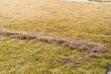 Combing the yellowed lawn from dry grass after winter