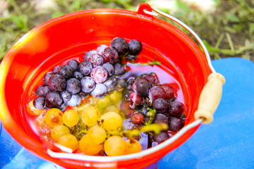 a bowl of blueberries