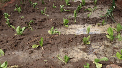 Fresh green leaf close-up waiting for autumn at natural background. Close-up view of green leaves