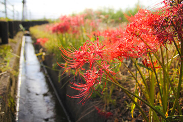 flower in the garden