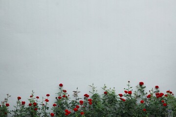 roses and white wall