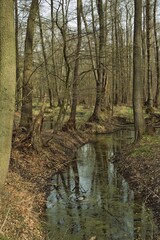 Wassergraben im Auenwald