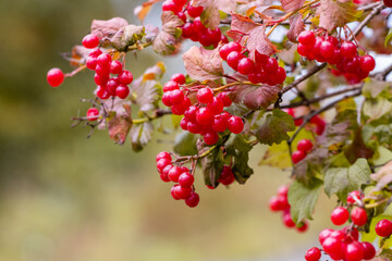 Viburnum bush with red berries on a blurred background