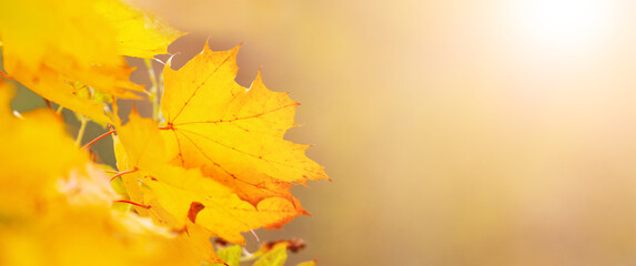 Delicate autumn background with yellow maple leaves, panorama, copy space