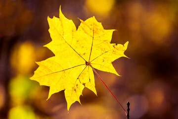 Bright yellow maple leaf on a blurred background in warm autumn colors