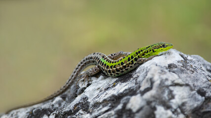 Balkan wall lizard (Podarcis tauricus) on rock