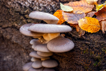 Inedible mushrooms in the autumn forest on a tree trunk