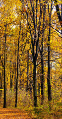 Golden autumn in the forest. Yellow and orange trees in the forest