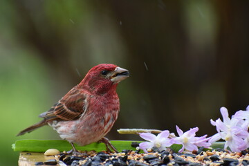 A purple finch at the feeder