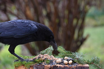 Fototapeta premium Crow at the spring feeder 