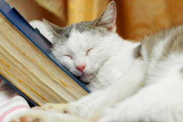 A white spotted cat is sleeping with its head resting on a book