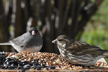 A tawny sparrow and a junco at the feeder