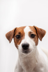 Jack russell terrier portrait on white background