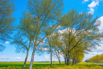 Fototapeta na wymiar Yellow wild flowers blooming in green grass along trees in sunlight below a blue white cloudy sky in spring, Almere, Flevoland, The Netherlands, May 7, 2021, 2021