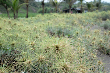 cactus in desert