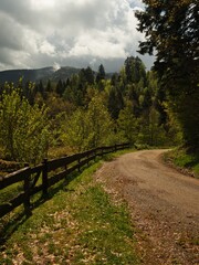 Forstweg im Südschwarzwald