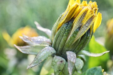 Geschlossene Löwenzahnblüte