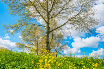 Yellow wild flowers blooming in green grass along trees in sunlight below a blue white cloudy sky in spring, Almere, Flevoland, The Netherlands, May 7, 2021, 2021